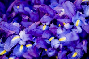 2026世界杯官方门票二次转让平台流量暴增：抢票最后机会指南。，世界杯售票
